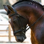 Riding a horse as a crash course on leadership