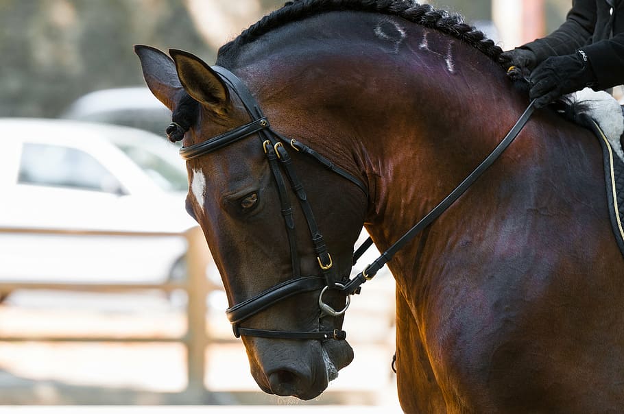 Riding a horse as a crash course on leadership