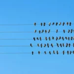 Power of Rebels in Leadership
